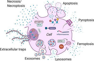 The molecular mechanisms of ferroptosis and its role in glioma progression and treatment